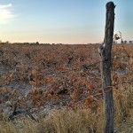 قوچان، روستای کلوخی